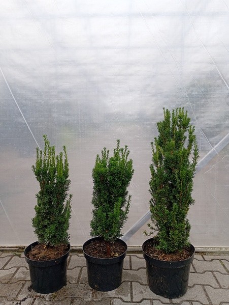 Taxus ×media 'Hillii'