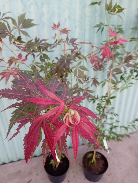 Acer palmatum (latem czerwony przyrost)