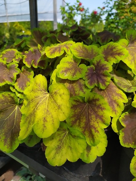 Heucherella 'Solar Eclipse'