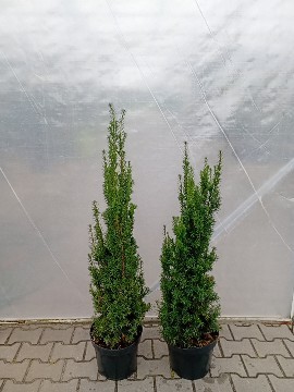 Taxus ×media 'Hicksii'