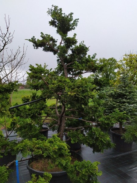 Chamaecyparis ;cyprysik