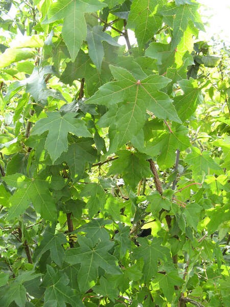 Liquidambar styraciflua