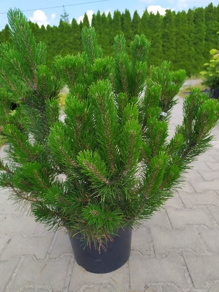 Pinus mugo var. pumilio