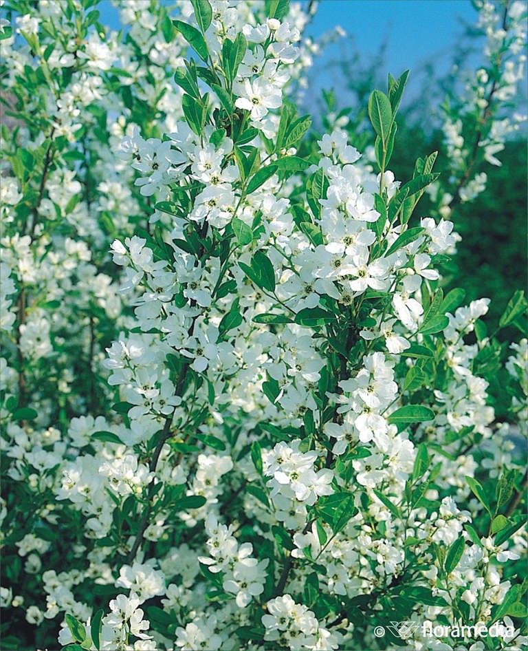 Exochorda racemosa