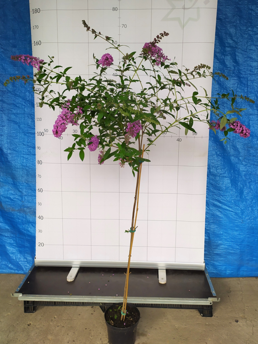 Buddleja davidii 'Pink Delight'