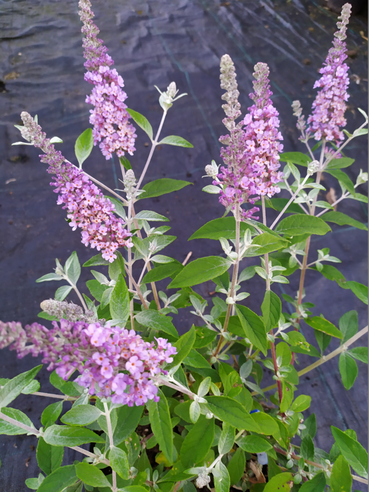 Buddleja davidii 'Lavender Cupcake'