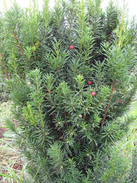 Taxus ×media 'Hicksii'