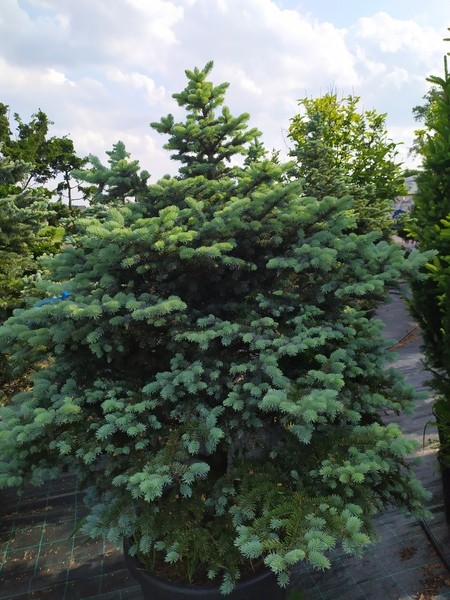 Picea pungens 'Glauca Globosa'