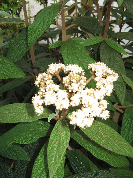 Viburnum rhytidophyllum