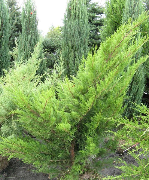 Juniperus pfitzeriana (media) 'Mint Julep'