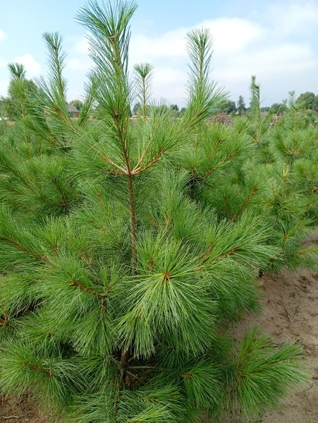 Pinus wallichiana (griffitchii)