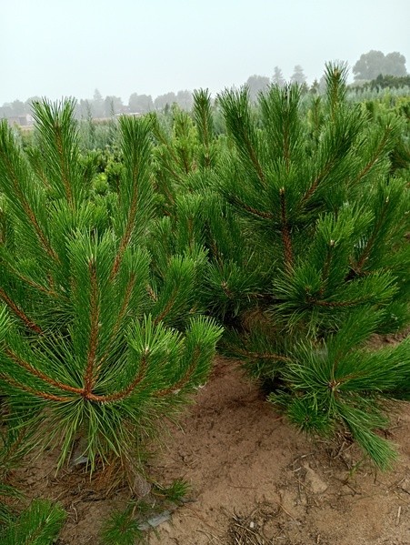 Pinus nigra