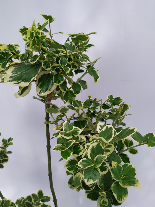 Euonymus fortunei 'Emerald Gaiety'