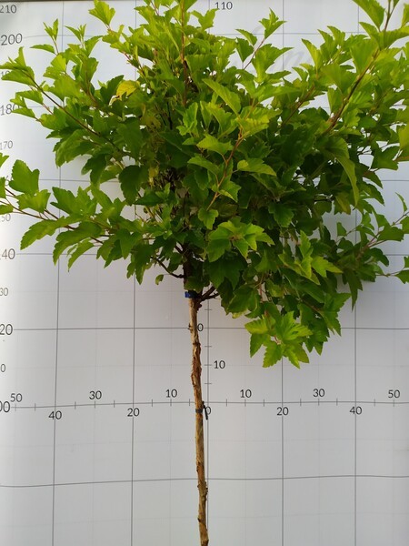 Physocarpus opulifolius 'Dart's Gold'