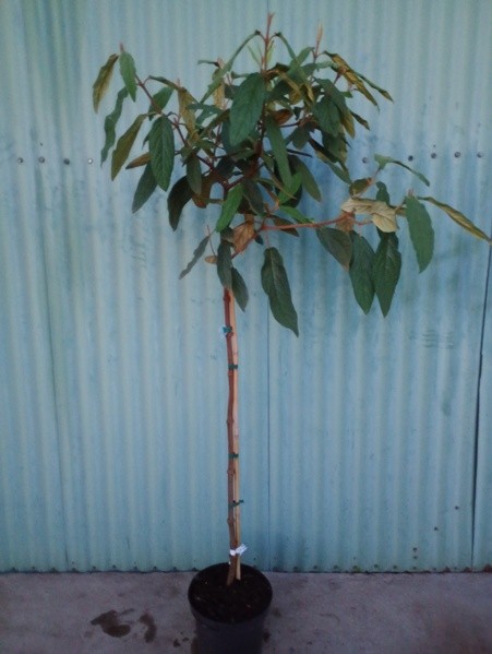 Viburnum rhytidophyllum