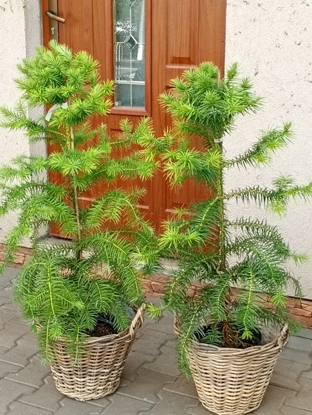 Cunninghamia lanceolata