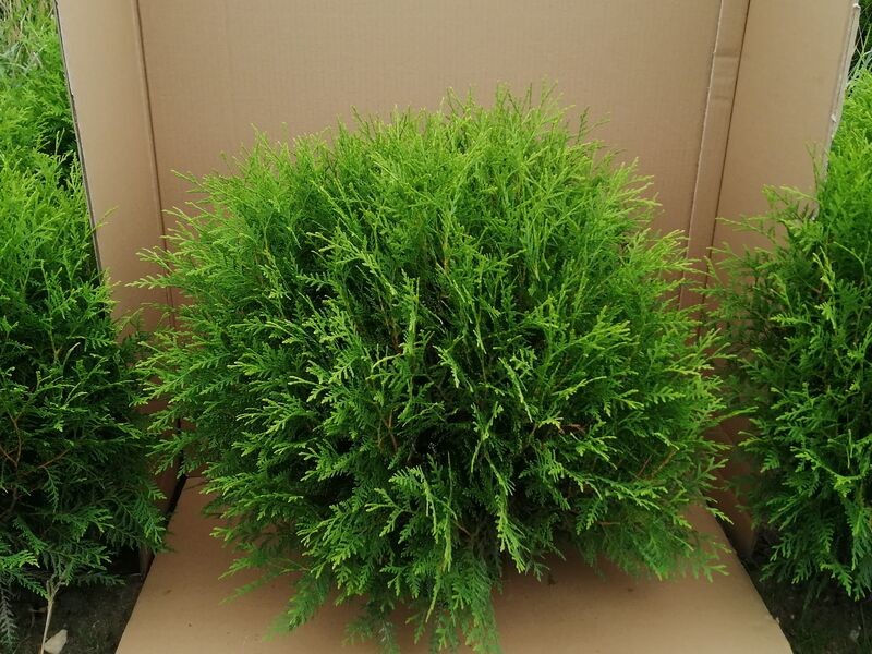 Thuja occidentalis 'Umbraculifera'