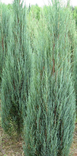 Juniperus scopulorum 'Blue Arrow'