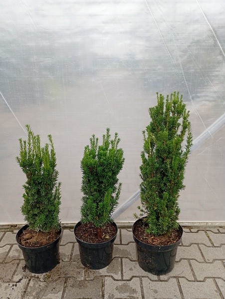 Taxus ×media 'Hillii'