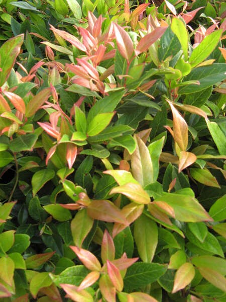 Leucothoe keiskei 'Royal Ruby'