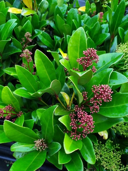 Skimmia japonica