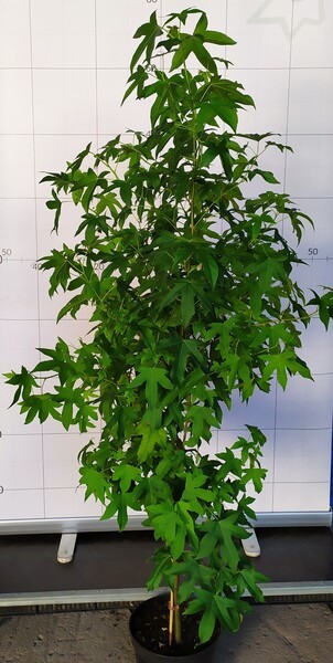 Liquidambar styraciflua