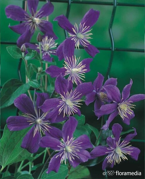 Clematis integrifolia 'Arabella'