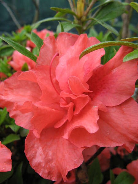 Rhododendron 'Cherie'