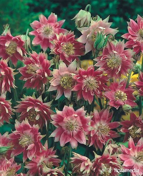 Aquilegia vulgaris 'Nora Barlow'