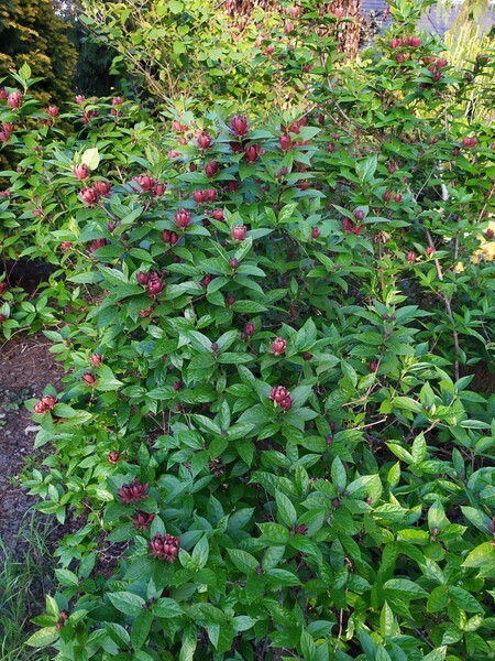 Calycanthus floridus