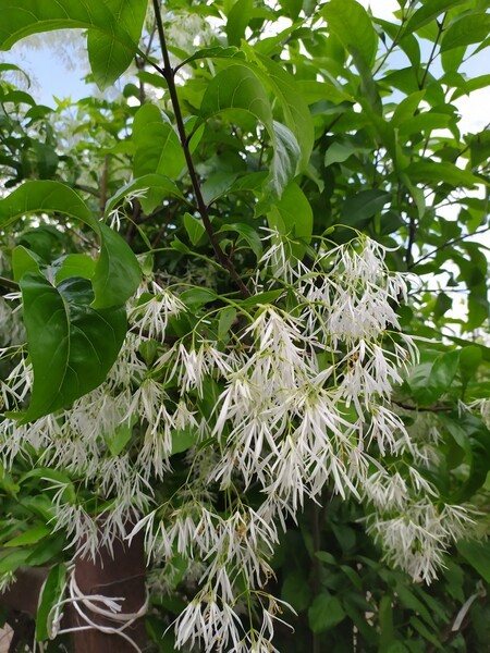 Chionanthus virginicus
