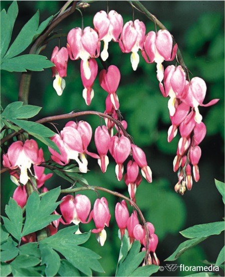 Dicentra spectabilis