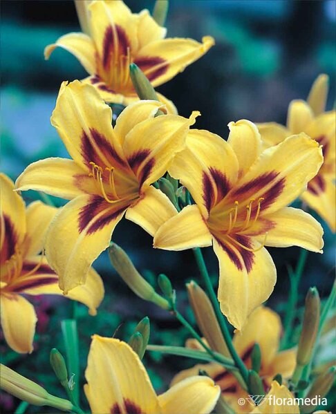 Hemerocallis hybrida 'Bonanza'