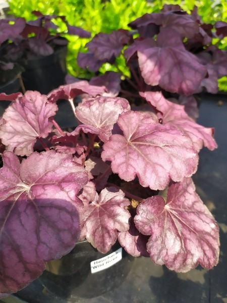 Heuchera 'Wild Rose'