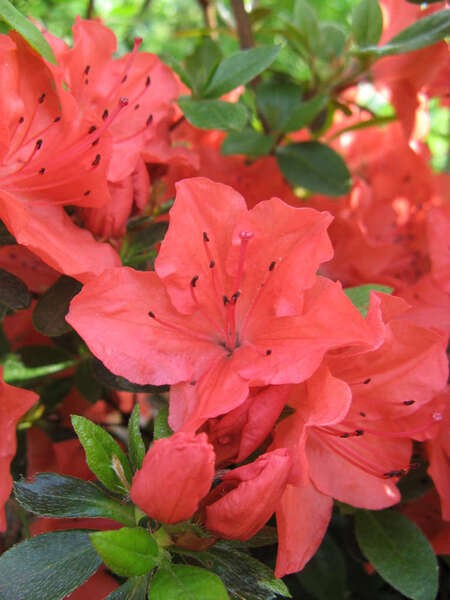 Rhododendron GEISHA ORANGE 'Satschiko'