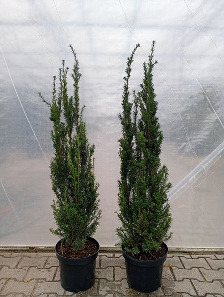 Taxus ×media 'Groenland'