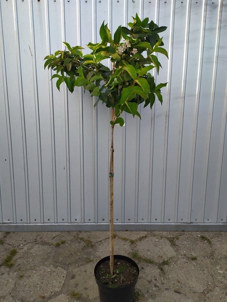 Weigela CARNAVAL 'Courtalor'