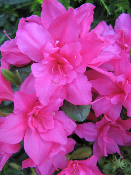 Rhododendron (Jap.) 'Melina'