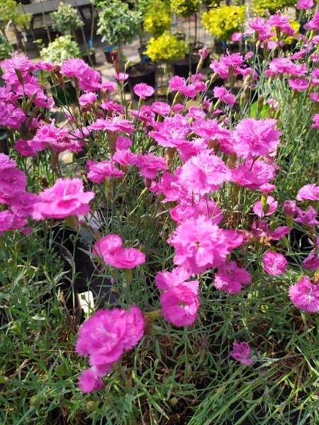 Dianthus plumarius 'Pretty Becky''