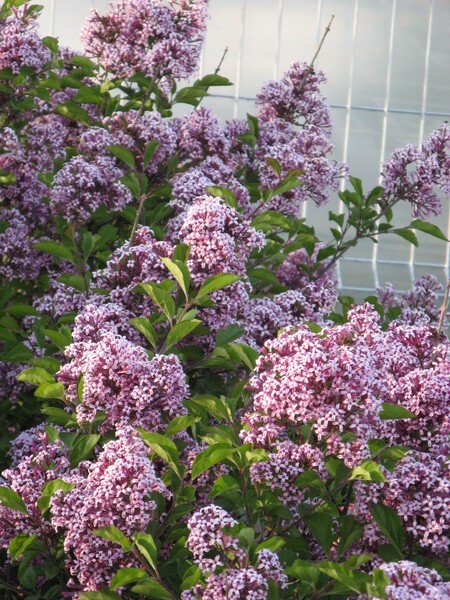 Syringa meyeri 'Palibin'