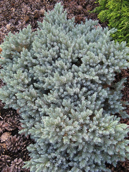 Juniperus squamata 'Blue Star'