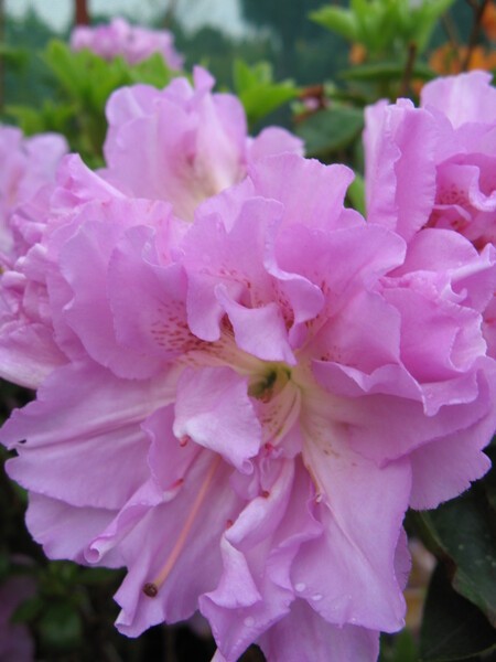 Rhododendron (Jap.) 'Elsie Lee'