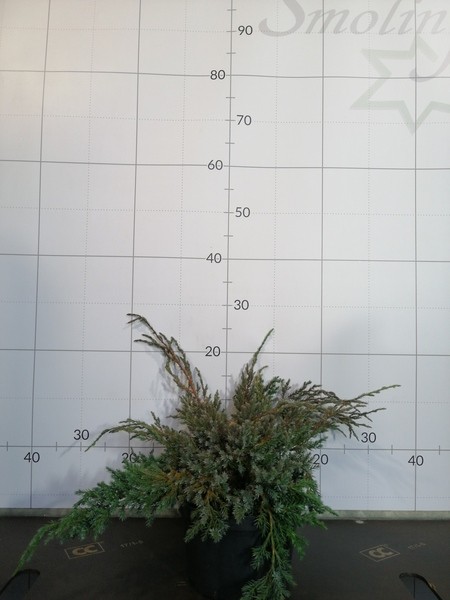Juniperus squamata 'Blue Carpet'