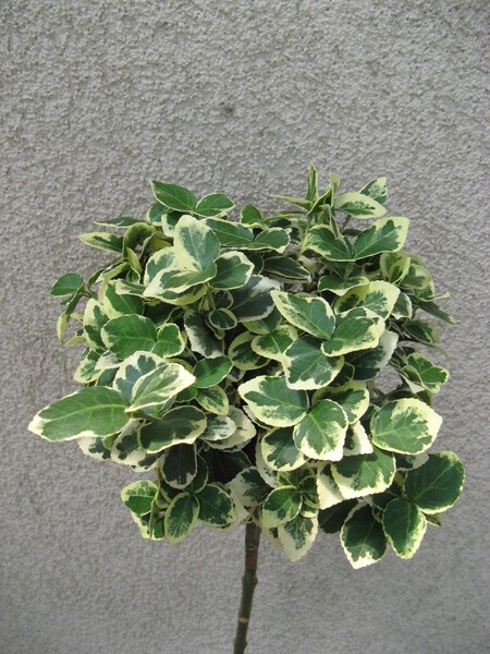 Euonymus fortunei 'Emerald Gaiety'