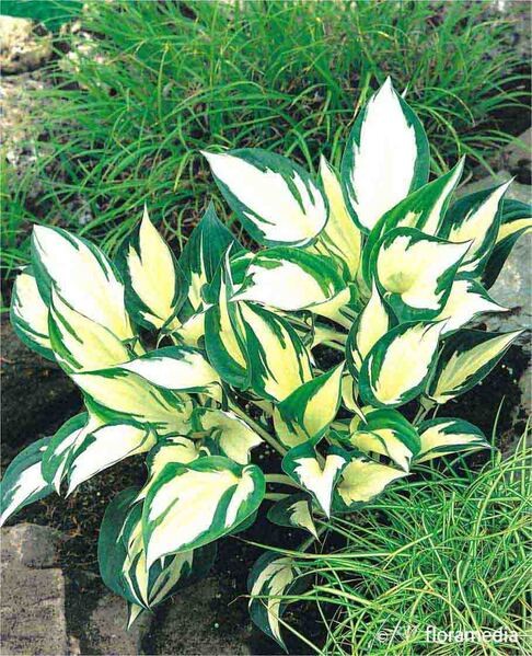 Hosta 'Fire and Ice'