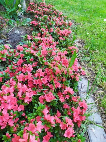Rhododendron 'Lidia'