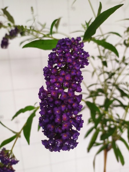 Buddleja davidii 'Black Knight'