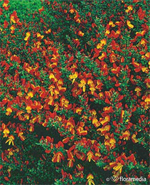 Cytisus scoparius 'Lena'