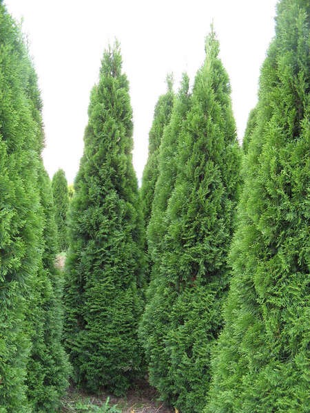 Thuja occidentalis 'Smaragd'