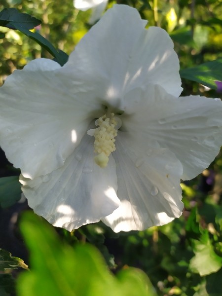 Hibiscus syriacus 'Diana'